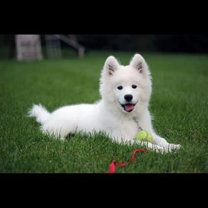 Meet your Posher, Dan